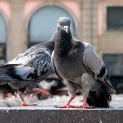 Keep Pigeons And Pest Birds Away From Your Business pigeons on business