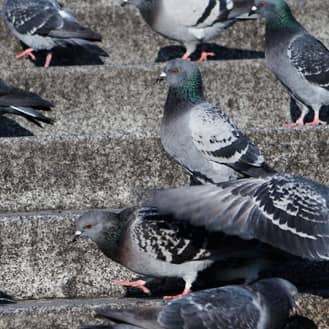 pest birds on the steps of an evansville business
