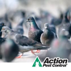 Pest Birds Are Dangerous To Have Nesting In Or Near Your Facility Pest Bird Control Indiana