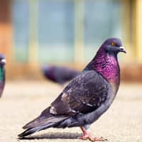 Keep Pest Birds From Harming Your Indian Based Business pigeon found near an indiana business