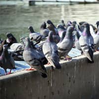 Bird Control for your Business Flying Peat