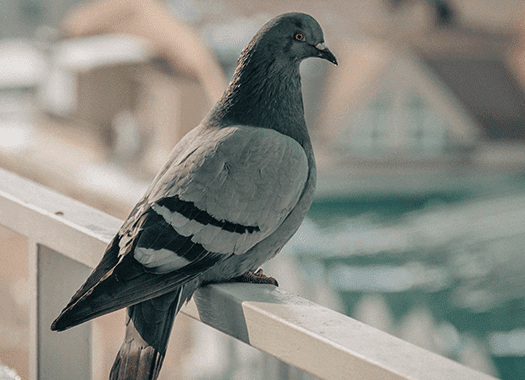 pigeon near a business during winter