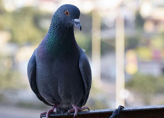 pigeon on a fence