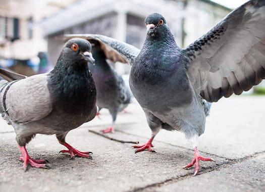 bird control el centro