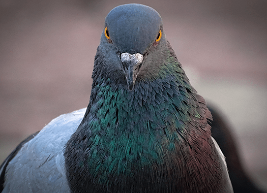 Learn How To Avoid Pest Birds pigeon in indiana