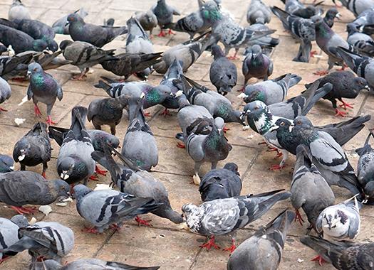 a lot of pigeons looking for food and walking around