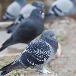 Protect Your Property From Pest Birds With Action Pest Control seagulls sitting next to commercial facility