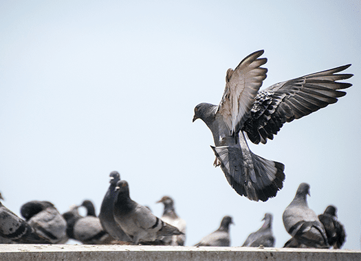 Learn How To Protect Your Business From Pest Birds Like Pigeons pigeons congregating near a business