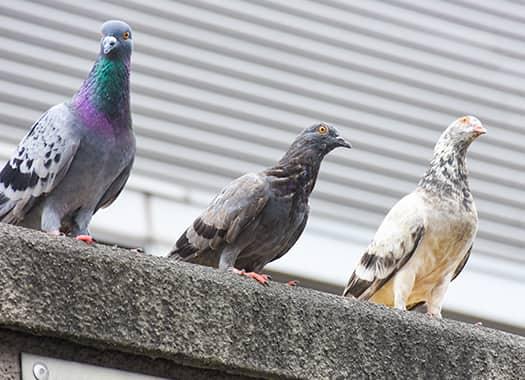Prevent Pesty Birds On Your Property a flock of pigeans perched on the edge of a roof in indianna
