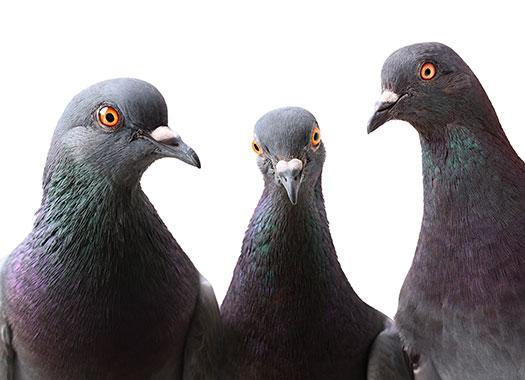 up close image of three pigeons