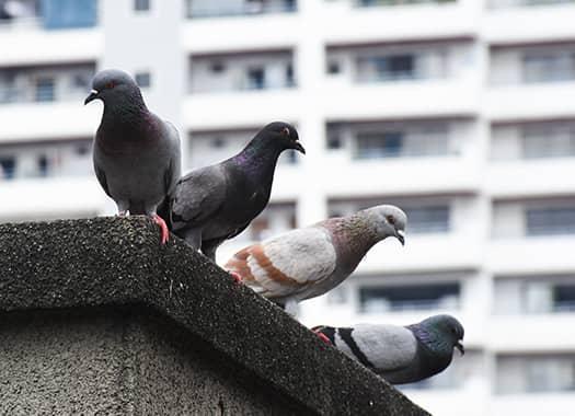 Find Out More About Pest Birds And The Problems They Cause pigeons on a building