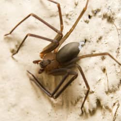 Worried about poisonous spiders? Call Action! brown recluse in louisville
