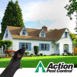 Tips To Prevent Common House Pests Louisville Pest Prevention