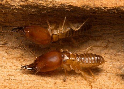 termite destroying wood in a home