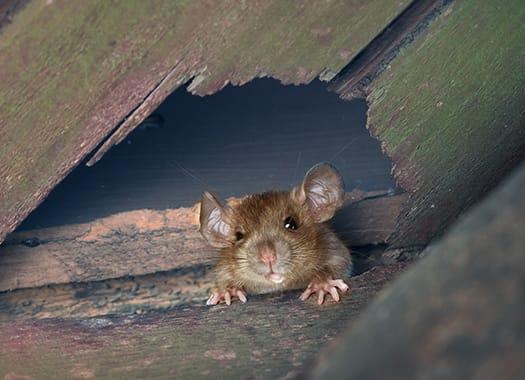 Protect Your Property Against The Problems Rodents Cause a house mouse crawling through a small whole within the walls of an indiana home