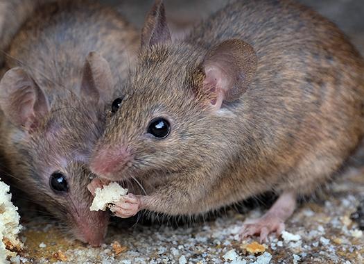 up close image of two mice