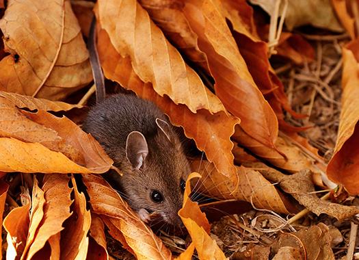 rodent in fall leaves