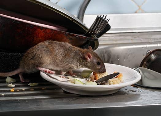 Learn How To Rodent Proof Your Home This Fall rodent on a plate