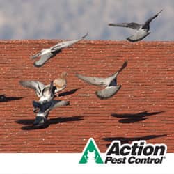 Do you have a pest bird problem in Indiana and Illinois know the warning signs of pest birds in indiana