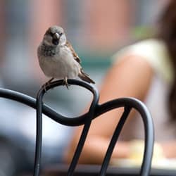 Control Sparrows And Other Pest Birds With Action Pest Control pest bird near business