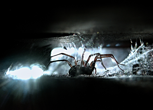 spider in crevice with webs