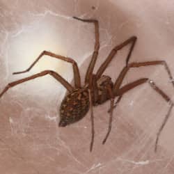 Learn How To Keep Spiders Out Of Your Home house spider