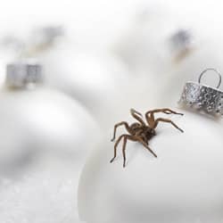 spider found on christmas decorations