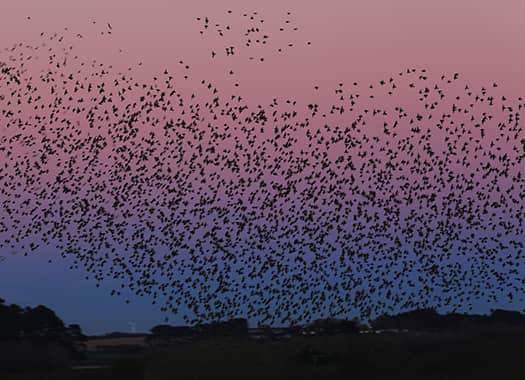 Protect Your Business From Pests Birds birds in the sky