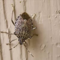 are stink bugs bad for dogs