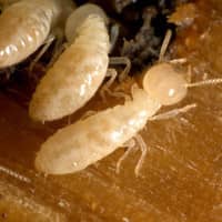 Keep Your Indianapolis Home Termite Free Image of Termites