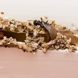 swarming termite in indianapolis home