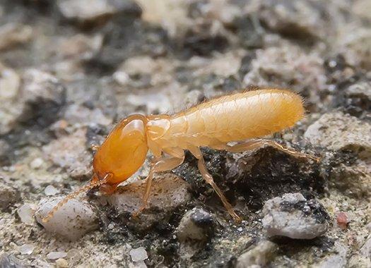 download grounded termite for free