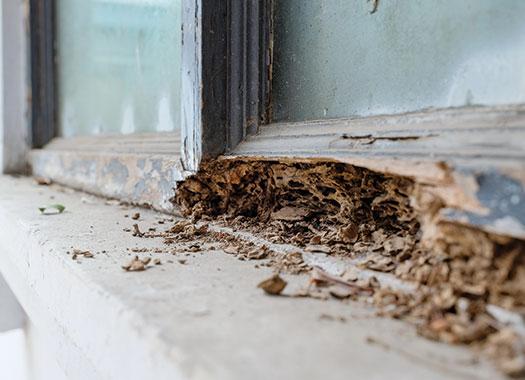 termite damage to window frame