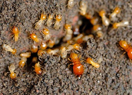 a termite infestation in a home