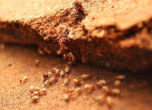 Stop Termites At First Site a large swarm of termites displaying the costly damage they have created on an elizabethtown property