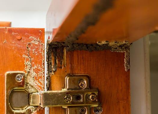 Avoid The Damage Termites Cause All Year-Round clear signs of termite damage in a louisville kentucky