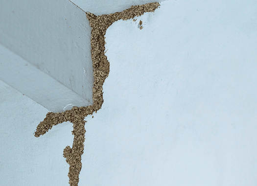 termite mud tube in basement