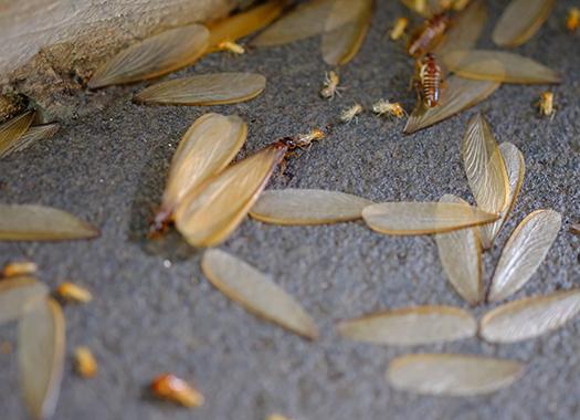 up close image of termite swarmers