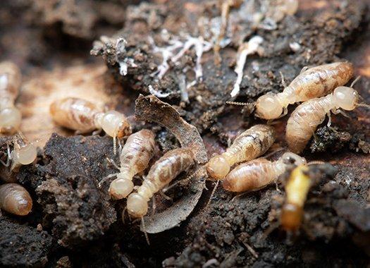Ten Amazing Termite Facts For Termite Week In Louisville