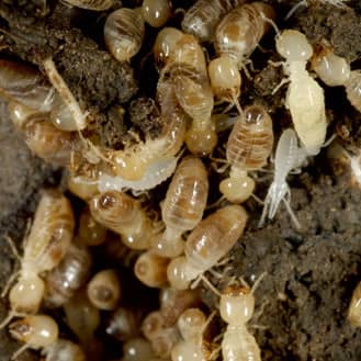 close up image of termites