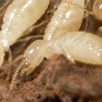 Termite Control In Indianapolis IN Termites In Indianapolis