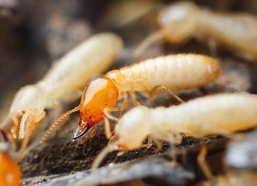 termites colony