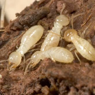 Protect your Louisville home from termites termites destroying wood in a louisville home