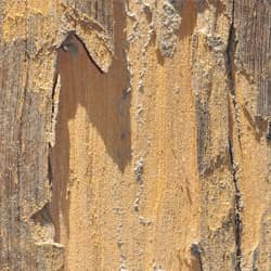 Think you have termites in your Lexington home or business? termite damage in lexington home