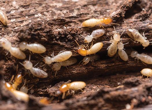 many termites destroying wood in a home