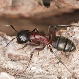 Learn more about National Pest Management Month image of a carpenter ant up close