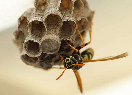 wasp on nest