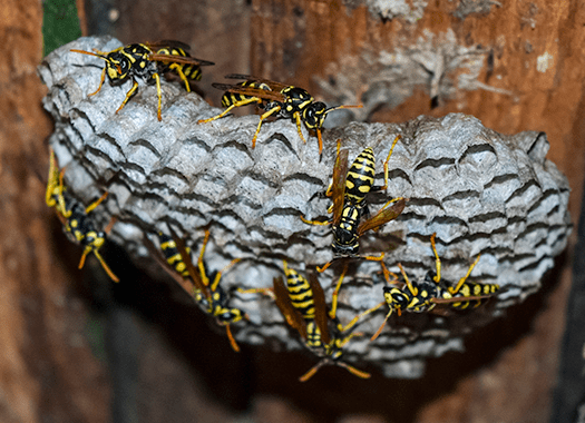 Learn How To Avoid Stinging Insects This Summer With Action Pest Control wasps building nest
