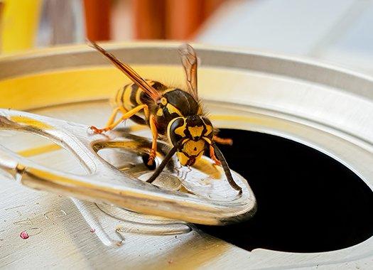 a wasp on a drinking can