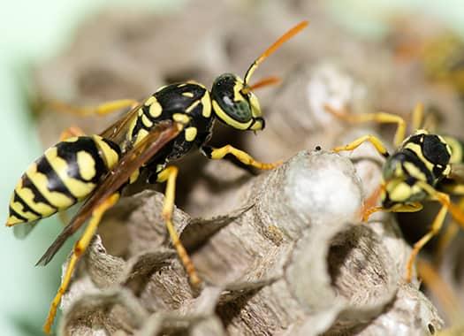 What To Do If Wasps Are Taking Over Your Terre Haute Property